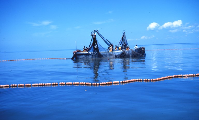 Almost 80% of the fish consumed worldwide comes from sustainable stocks – Evidence shows that management is the best tool for conservation