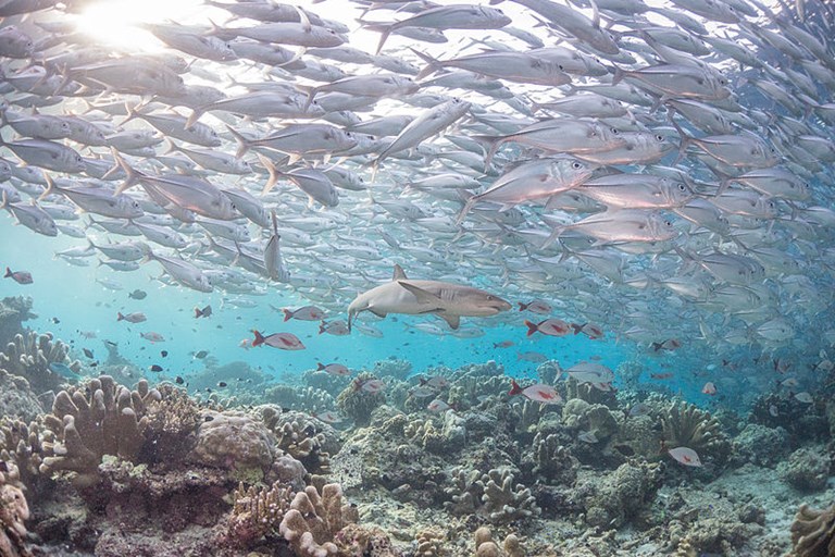 EU Biodiversity strategy ignores fisheries management achievements – The strategy puts at risk European food production