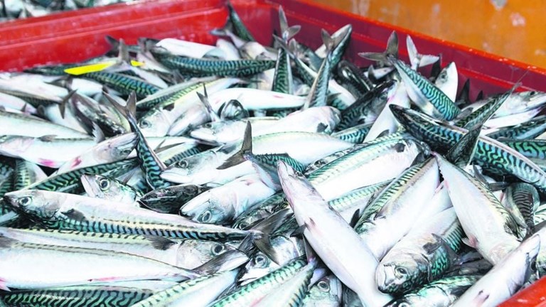 Europêche welcomes European Commission’s proposal against unsustainable fishing by non-EU countries