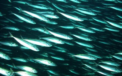 EU fishing industry calls for highest priority to be given to all-party mackerel sharing arrangement and stresses that UK-Norway bilateral deal did not end inflated, unjustified unilateral quotas