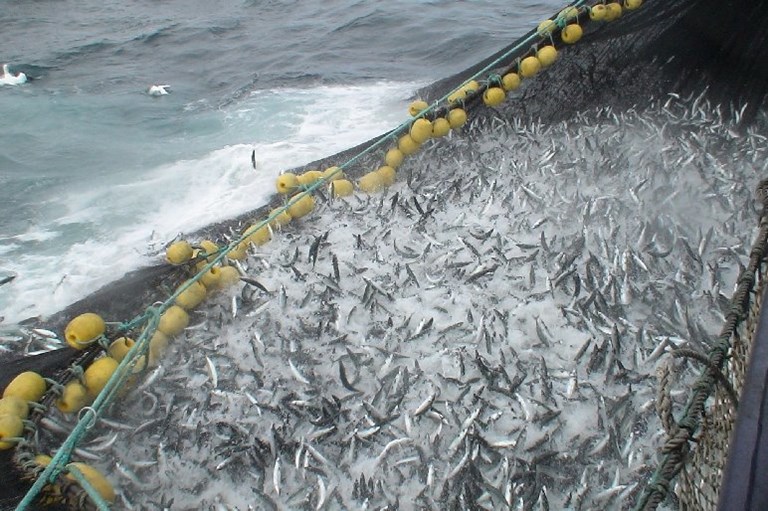 EU fishing industry calls for immediate EU action against Norway and Faroe Islands to stop their overfishing of the Northeast Atlantic mackerel stock