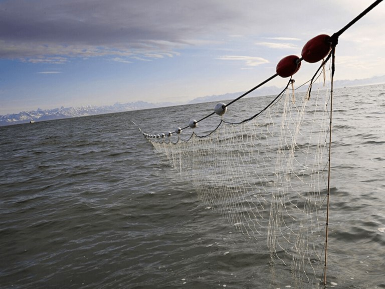 EU tuna fleets urge IOTC to close drift net fishing loopholes – It is high time to start using the stick rather than the carrot