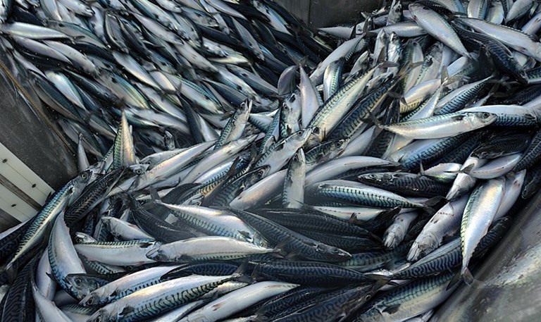 EU fishermen strongly reject Norway’s unilateral mackerel quota grab and call for immediate EU action