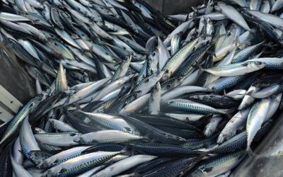EU fishing industry calls for comprehensive mackerel sharing arrangement to replace partial deal between UK, Norway and Faroe Islands based on track records of overfishing